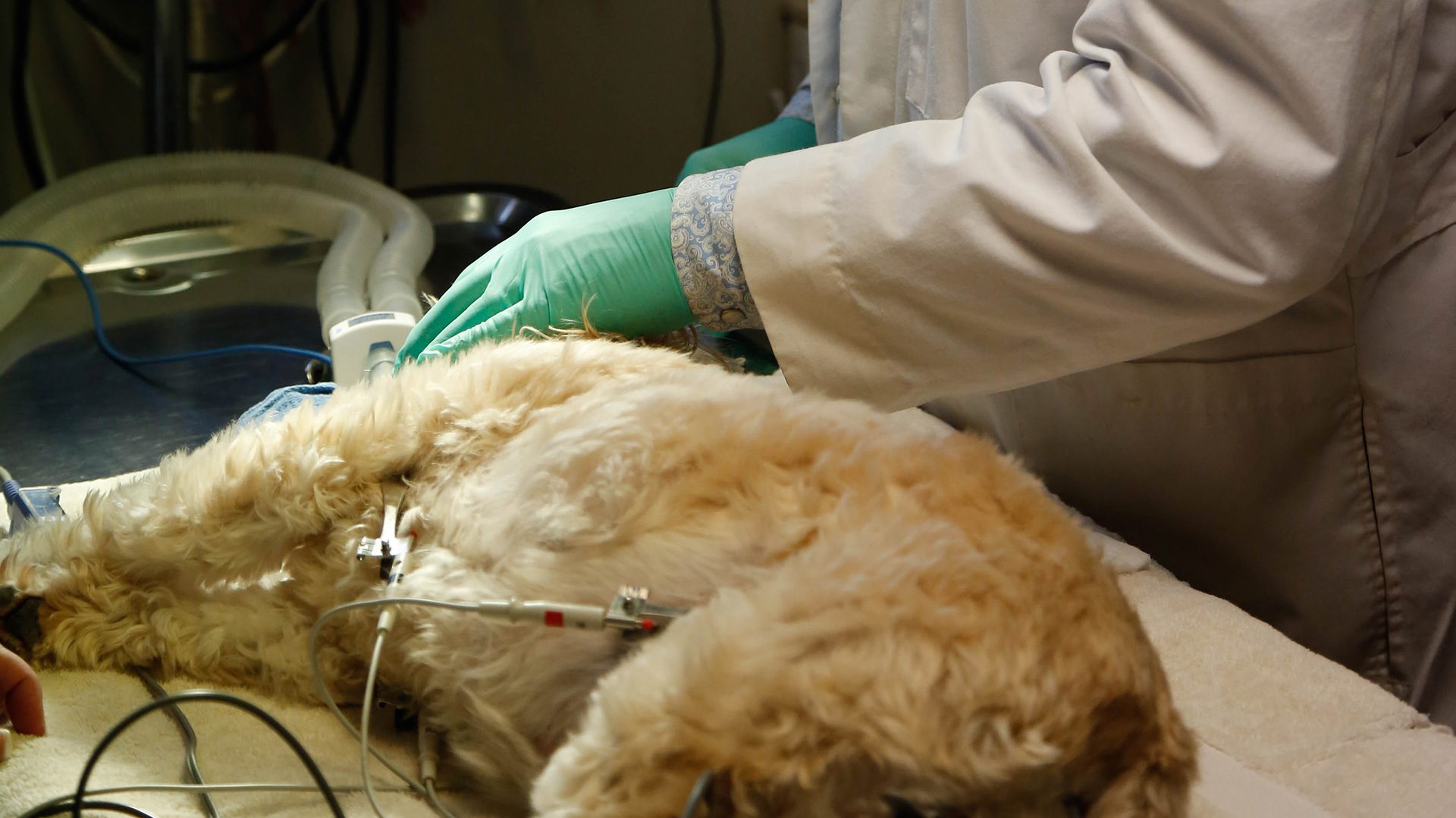 Home | Millwood Animal Hospital Home | Millwood Animal Hospital